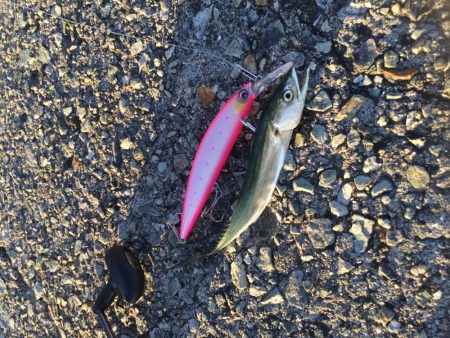 やったぜ‼️ベイビーサワラgetだぜ！