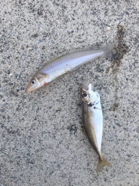 今週もメジナが絶好調！