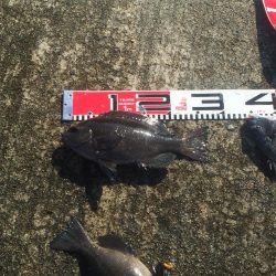 小型チヌ２尾ゲット！変わらず口太は絶好調！！