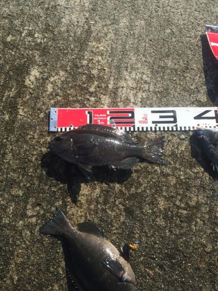 小型チヌ２尾ゲット！変わらず口太は絶好調！！