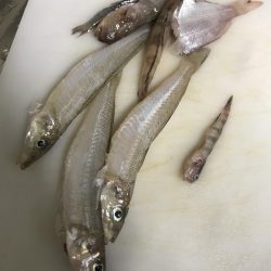 投げ釣りでたこ笑笑