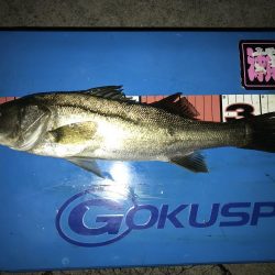 豊洲周辺 ヘチ釣り フッコ、カイズ