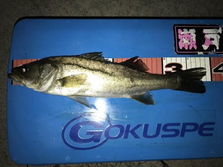 豊洲周辺 ヘチ釣り フッコ、カイズ