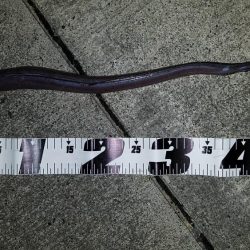 クロダイは簡単に釣れる