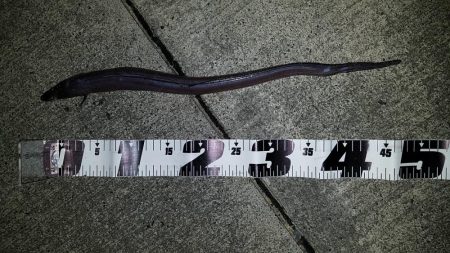 クロダイは簡単に釣れる