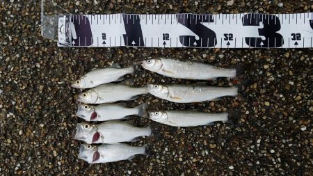 多種の魚が釣れ出しました。サイズは小さいで…