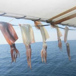 スルメイカ釣り