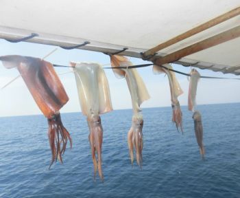 スルメイカ釣り