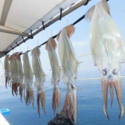 スルメイカ釣り