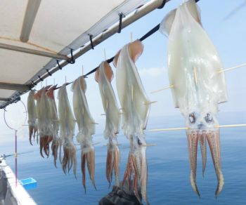 スルメイカ釣り