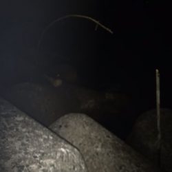 ケンサキ調査で