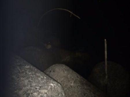 ケンサキ調査で