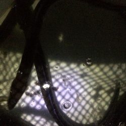 アナゴ  たくさん釣れました〜