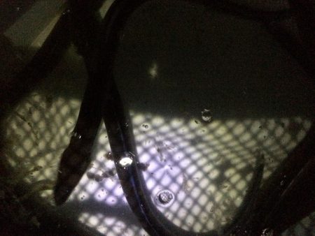 アナゴ  たくさん釣れました〜