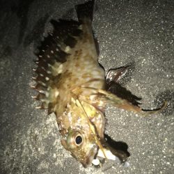 意外とメバルが