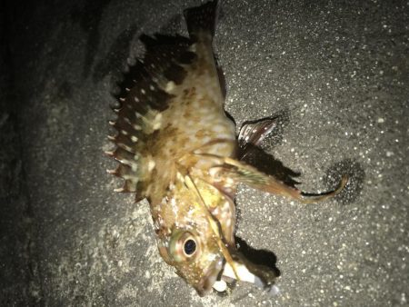 意外とメバルが