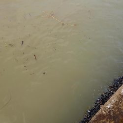 はじめて～の～チヌ♪