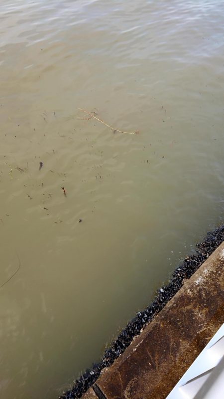 はじめて～の～チヌ♪