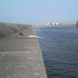 ２年ぶりのタコ釣り