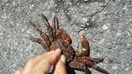 スーパーライトゲーム