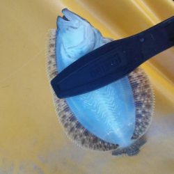 焼津港　クエの赤ちゃん、タコ、ソゲなど