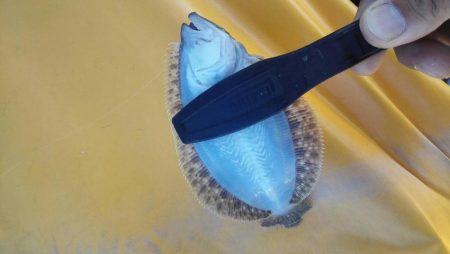 焼津港　クエの赤ちゃん、タコ、ソゲなど