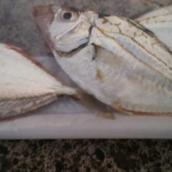 多種の魚が楽しめます