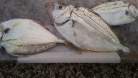 多種の魚が楽しめます