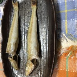 今年初キス釣り