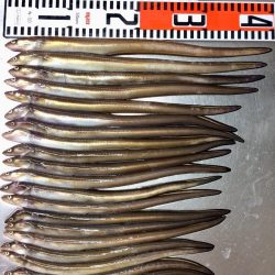 アナゴ釣りと夜光虫