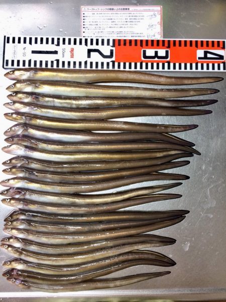 アナゴ釣りと夜光虫