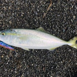 周りがほぼ釣れていない中無双爆釣タイム