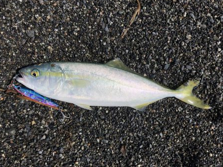 周りがほぼ釣れていない中無双爆釣タイム