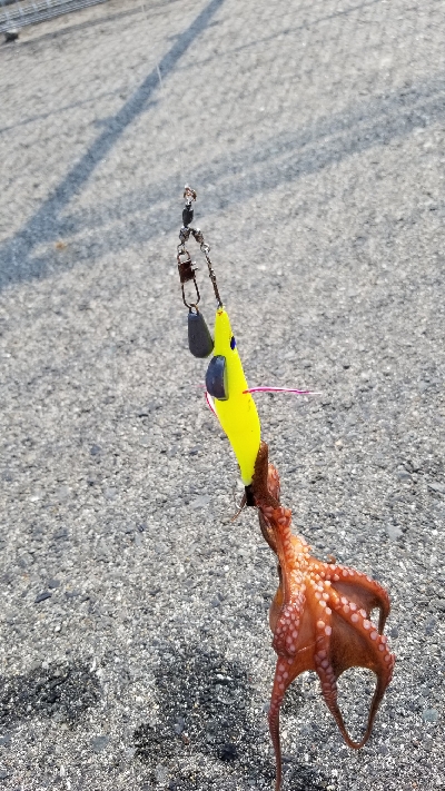 オクトパッシング