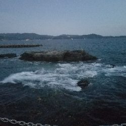 ハゲ釣り　～チヌ、グレ、マハタ～