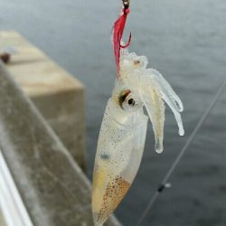 舞洲アジングNo3