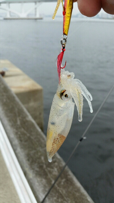 舞洲アジングNo3