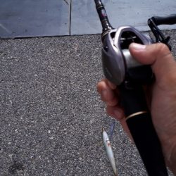 ディアジング(豆)