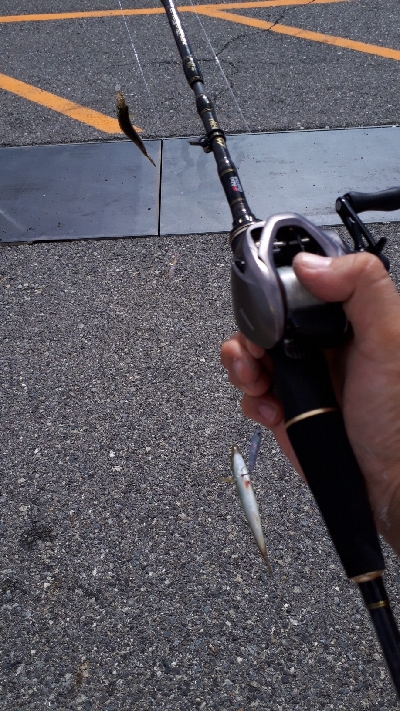 ディアジング(豆)