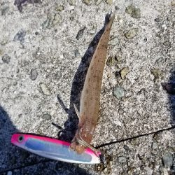 ダイソージグでサバ