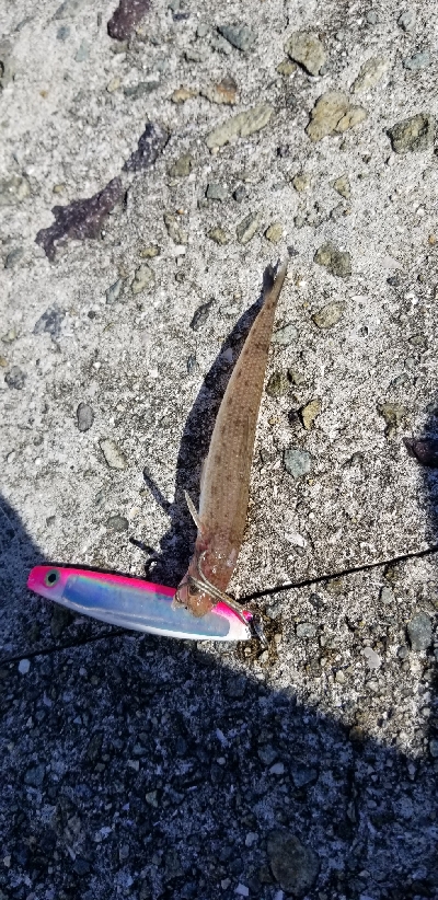 ダイソージグでサバ