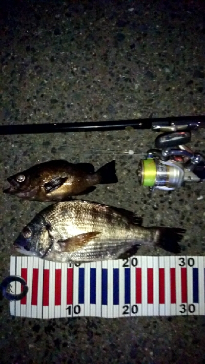 暑い夏夜釣りをされてはいかがですか？