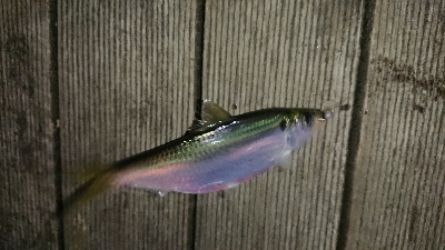 激渋豆アジング