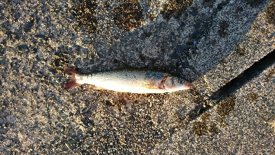 大漁の鯵かと思ったら