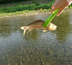 ハス(ケタバス)