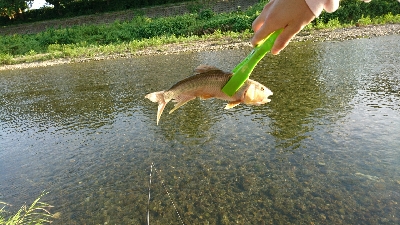 ハス(ケタバス)