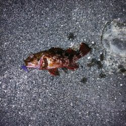 久しぶりの爆釣