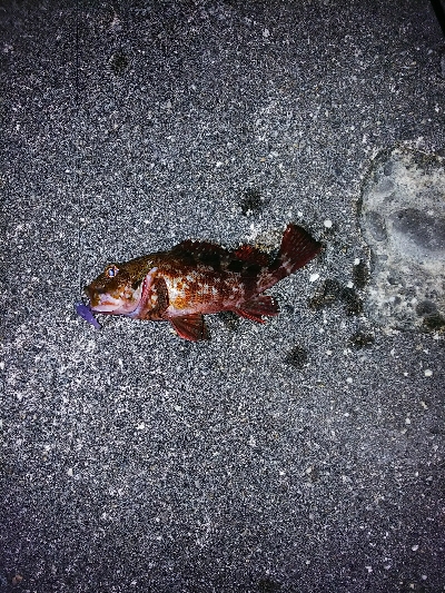 久しぶりの爆釣