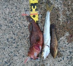 ショアスローでロックフィッシュ(∩´∀｀)∩ﾜｰｲ