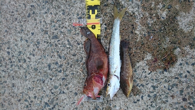 ショアスローでロックフィッシュ(∩´∀｀)∩ﾜｰｲ